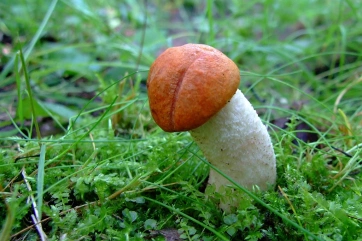 Как увеличить головку члена: обзор техник и методов