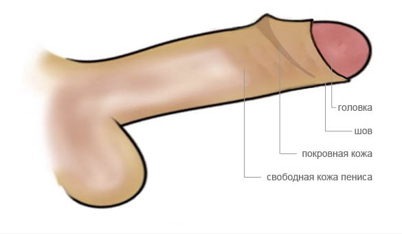 Cхема обрезания: пенис после обычного обрезания крайней плоти